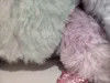 Registrazione e ripetizione di pigmento di cravatta pignola di colori vivaci giocattolo di pelliccia pignola che può parlare